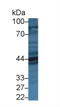 Prolactin Receptor antibody, LS-C301192, Lifespan Biosciences, Western Blot image 