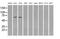 Leukotriene A4 Hydrolase antibody, MA5-24987, Invitrogen Antibodies, Western Blot image 