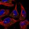 Pericentrin antibody, HPA019887, Atlas Antibodies, Immunofluorescence image 