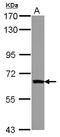 Zinc Finger Protein 543 antibody, LS-C155495, Lifespan Biosciences, Western Blot image 