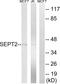 Septin 2 antibody, LS-C120356, Lifespan Biosciences, Western Blot image 