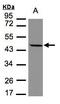 Stomatin Like 1 antibody, LS-C185604, Lifespan Biosciences, Western Blot image 