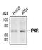 Eukaryotic Translation Initiation Factor 2 Alpha Kinase 2 antibody, PA5-17395, Invitrogen Antibodies, Western Blot image 