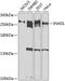 PATJ Crumbs Cell Polarity Complex Component antibody, 23-610, ProSci, Western Blot image 