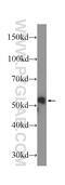 Keratin 8 antibody, 60274-1-Ig, Proteintech Group, Western Blot image 