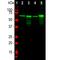 Neurofilament Light antibody, PA1-10014, Invitrogen Antibodies, Western Blot image 