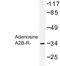 Adenosine A2b Receptor antibody, LS-C177148, Lifespan Biosciences, Western Blot image 