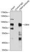 Chromobox 4 antibody, 22-061, ProSci, Immunoprecipitation image 