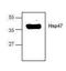 Serpin Family H Member 1 antibody, orb88006, Biorbyt, Western Blot image 