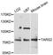 Threonyl-TRNA Synthetase 2, Mitochondrial antibody, LS-C747921, Lifespan Biosciences, Western Blot image 
