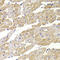 Fission, Mitochondrial 1 antibody, LS-C334315, Lifespan Biosciences, Immunohistochemistry paraffin image 