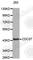 Cell Division Cycle 37 antibody, A0644, ABclonal Technology, Western Blot image 