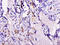 Cyclin Dependent Kinase 2 Associated Protein 1 antibody, A53256-100, Epigentek, Immunohistochemistry paraffin image 