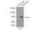 Ubiquitin Associated And SH3 Domain Containing B antibody, 19563-1-AP, Proteintech Group, Immunoprecipitation image 