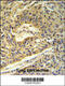 ATP synthase subunit alpha, mitochondrial antibody, 64-109, ProSci, Immunohistochemistry paraffin image 