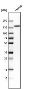 Leucine Rich Pentatricopeptide Repeat Containing antibody, HPA036408, Atlas Antibodies, Western Blot image 