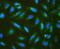 Gap Junction Protein Alpha 1 antibody, A00599, Boster Biological Technology, Immunofluorescence image 