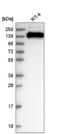 Tight Junction Protein 3 antibody, NBP2-56794, Novus Biologicals, Western Blot image 