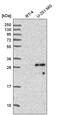 Sperm Associated Antigen 7 antibody, PA5-65719, Invitrogen Antibodies, Western Blot image 