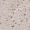 Nucleoporin 43 antibody, NBP1-88792, Novus Biologicals, Immunohistochemistry frozen image 