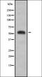 Pre-MRNA Processing Factor 31 antibody, orb378385, Biorbyt, Western Blot image 