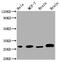 Growth Factor Receptor Bound Protein 2 antibody, CSB-RA981267A0HU, Cusabio, Western Blot image 