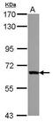 Zinc Finger Protein 543 antibody, PA5-30932, Invitrogen Antibodies, Western Blot image 