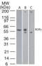 TOR antibody, MA5-16227, Invitrogen Antibodies, Western Blot image 