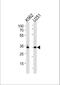 TFIID antibody, A00302-2, Boster Biological Technology, Western Blot image 