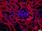 Fibroblast Activation Protein Alpha antibody, GTX35261, GeneTex, Immunohistochemistry paraffin image 