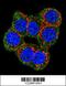 Cystathionine-Beta-Synthase antibody, 62-560, ProSci, Immunofluorescence image 