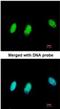 M31 antibody, NBP2-14900, Novus Biologicals, Immunofluorescence image 