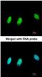 Chromobox protein homolog 1 antibody, NBP2-14900, Novus Biologicals, Immunofluorescence image 