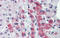 High Mobility Group Nucleosome Binding Domain 1 antibody, 25-080, ProSci, Immunohistochemistry frozen image 