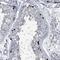 Hephaestin Like 1 antibody, PA5-56768, Invitrogen Antibodies, Immunohistochemistry frozen image 