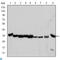 Cyclin Dependent Kinase 1 antibody, LS-C814005, Lifespan Biosciences, Enzyme Linked Immunosorbent Assay image 