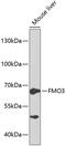 Flavin Containing Dimethylaniline Monoxygenase 3 antibody, GTX55626, GeneTex, Western Blot image 