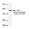 Flap endonuclease 1 antibody, GTX70184, GeneTex, Western Blot image 