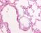 Surfactant Protein D antibody, NBP1-41050, Novus Biologicals, Immunohistochemistry paraffin image 