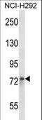 Striatin antibody, LS-C161578, Lifespan Biosciences, Western Blot image 