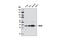 Mitogen-Activated Protein Kinase Kinase 6 antibody, 8550S, Cell Signaling Technology, Western Blot image 