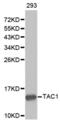 Tachykinin Precursor 1 antibody, abx001400, Abbexa, Western Blot image 