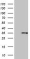 Haloacid Dehalogenase Like Hydrolase Domain Containing 3 antibody, LS-C798939, Lifespan Biosciences, Western Blot image 
