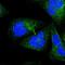 Ninein Like antibody, HPA000686, Atlas Antibodies, Immunofluorescence image 