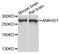 Ankyrin Repeat And KH Domain Containing 1 antibody, PA5-76356, Invitrogen Antibodies, Western Blot image 