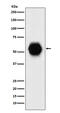 GATA Binding Protein 6 antibody, M00778-2, Boster Biological Technology, Western Blot image 