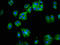 Neuropilin and tolloid-like protein 1 antibody, LS-C674230, Lifespan Biosciences, Immunofluorescence image 