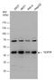 Protein Tyrosine Phosphatase Non-Receptor Type 2 antibody, GTX130319, GeneTex, Western Blot image 