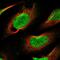 ALC1 antibody, PA5-55940, Invitrogen Antibodies, Immunofluorescence image 