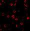 Autophagy Related 16 Like 1 antibody, A00526-1, Boster Biological Technology, Immunofluorescence image 